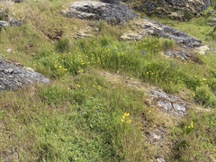 Narcissus bulbocodium