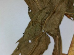 Solidago canadensis canadensis