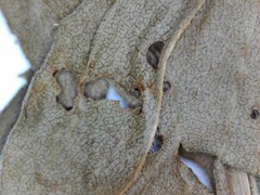 Solidago canadensis canadensis