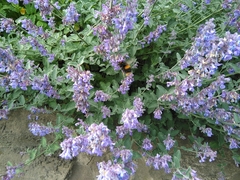 Bombus terrestris