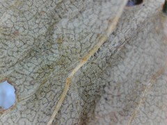 Solidago canadensis canadensis