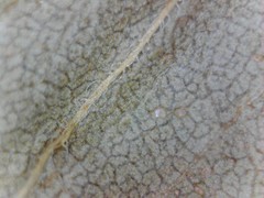 Solidago canadensis canadensis