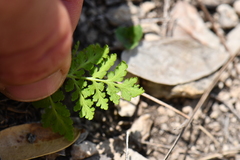 Cheilanthes leucopoda
