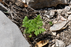 Cheilanthes leucopoda