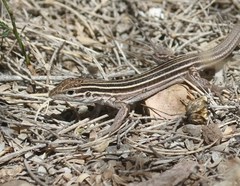 Aspidoscelis velox