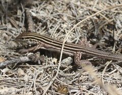 Aspidoscelis velox