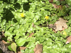 Ficaria verna