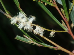 Acacia longissima