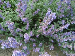 Bombus terrestris