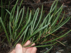 Acacia longissima