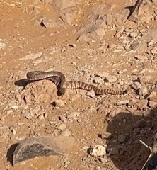 Crotalus pyrrhus