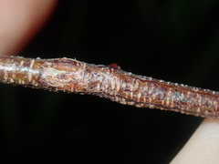 Acacia longissima