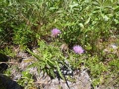 Cirsium repandum