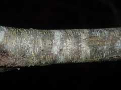 Acacia longissima