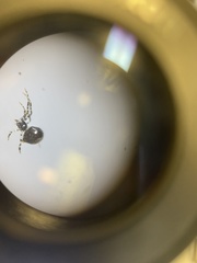 Cryptachaea blattea