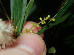 Acacia longissima
