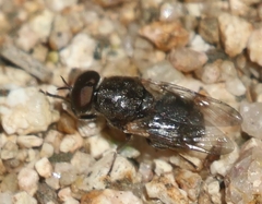 Adoxomyia
