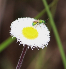 Erigeron procumbens