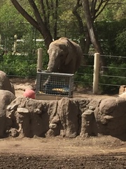 Elephantidae