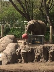 Elephantidae