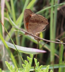 Junonia stemosa