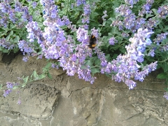 Bombus terrestris