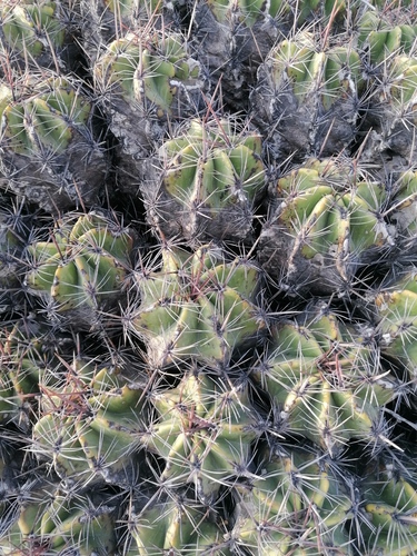 Ferocactus robustus