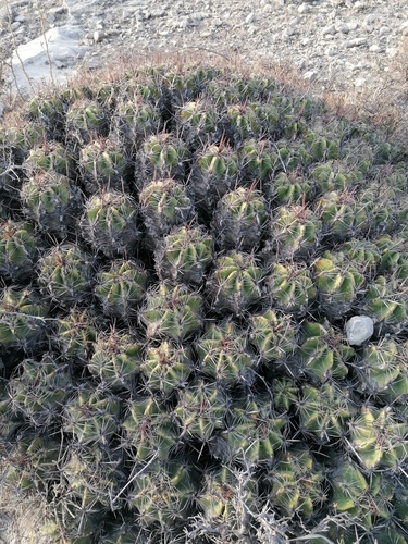 Ferocactus robustus