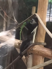 Colobus