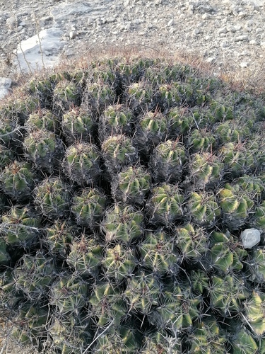 Ferocactus robustus