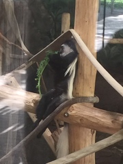 Colobus