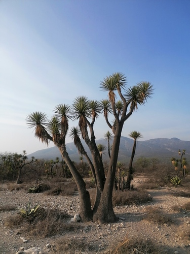 Yucca periculosa