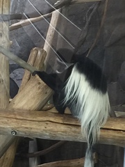 Colobus