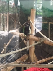 Colobus
