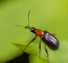 Eugnamptus angustatus