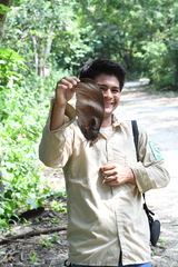 Centrolobium ochroxylum