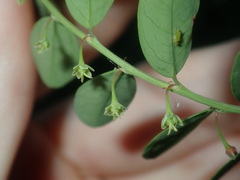 Phyllanthus gunnii