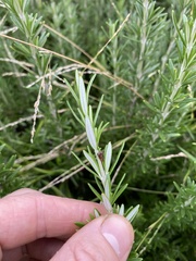 Acanthuchus trispinifer