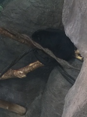 Alouatta nigerrima