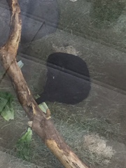 Alouatta nigerrima