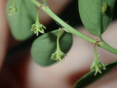 Phyllanthus gunnii