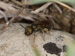 Halictus submediterraneus