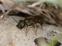 Halictus submediterraneus