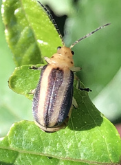 Derospidea brevicollis