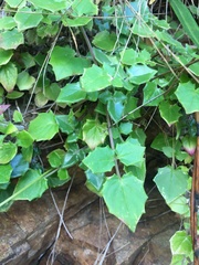 Valeriana jasminoides