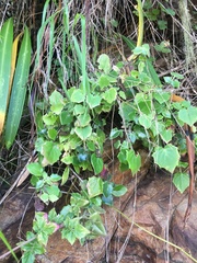 Valeriana jasminoides