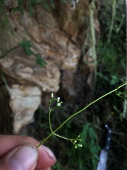 Valeriana jasminoides