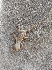 Mediodactylus russowii