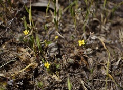 Leptosiphon acicularis