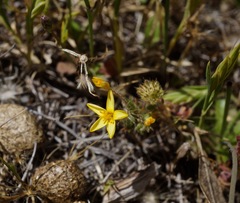 Leptosiphon acicularis